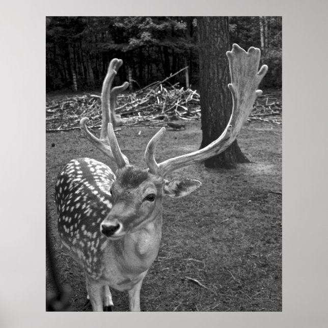 Impresión artística de Oaklawn Deer (Frente)