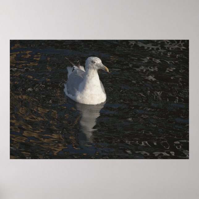 Impresión artística de Seagull Swim (Frente)