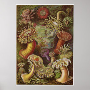 Impresión artística Ernst Haeckel: Actiniae