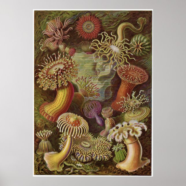 Impresión artística Ernst Haeckel: Actiniae (Frente)