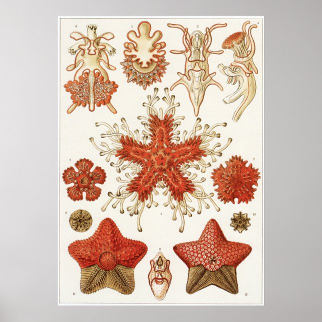Impresión artística Ernst Haeckel: Asteridea (Frente)