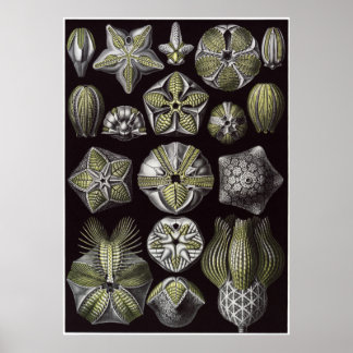 Impresión artística Ernst Haeckel: Blastoidea