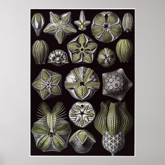 Impresión artística Ernst Haeckel: Blastoidea (Frente)