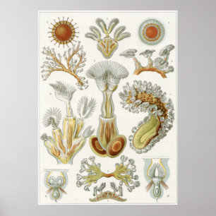 Impresión artística Ernst Haeckel: Bryozoa