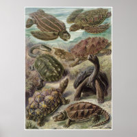 Impresión artística Ernst Haeckel: Chelonia