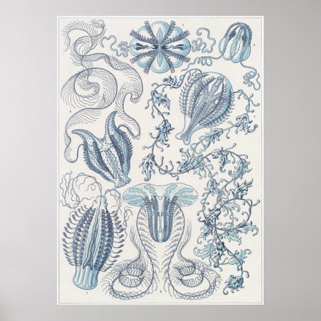 Impresión artística Ernst Haeckel: Ctenophorae (Frente)