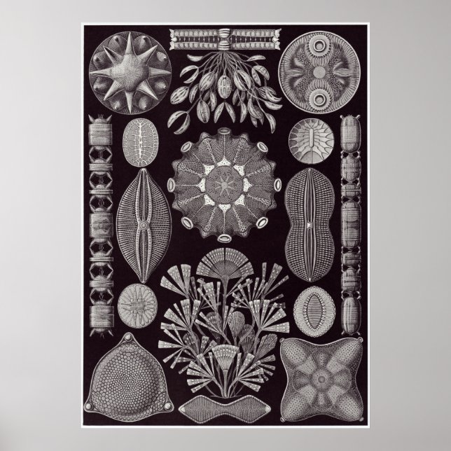 Impresión artística Ernst Haeckel: Diatomea (Frente)