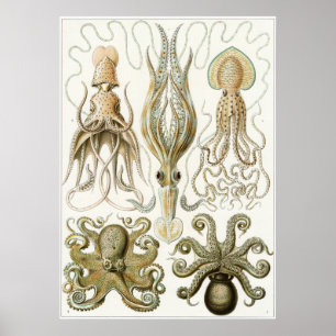 Impresión artística Ernst Haeckel: Gamochonia