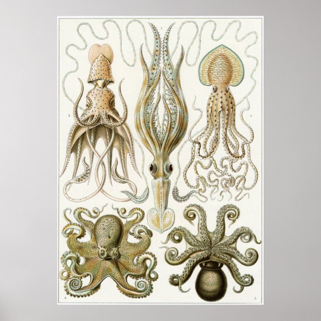 Impresión artística Ernst Haeckel: Gamochonia (Frente)