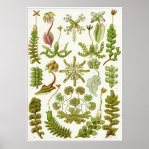 Impresión artística Ernst Haeckel: Hepaticae