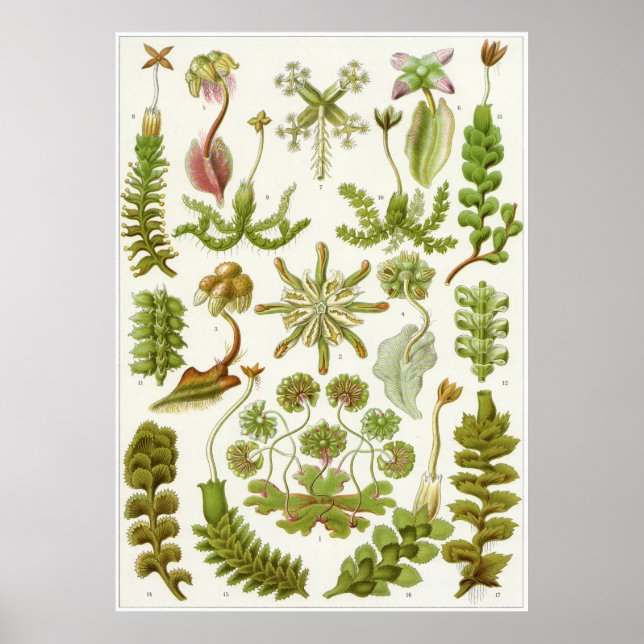 Impresión artística Ernst Haeckel: Hepaticae (Frente)