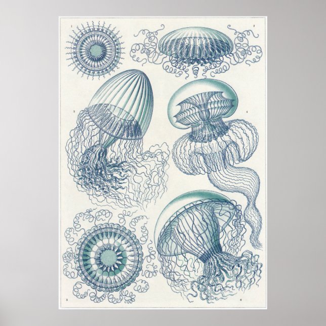 Impresión artística Ernst Haeckel: Leptomedusae (Frente)