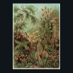 Impresión artística Ernst Haeckel: Muscinae<br><div class="desc">Impresión artística de Ernst Haeckel</div>