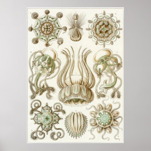 Impresión artística Ernst Haeckel: Narcomedusae