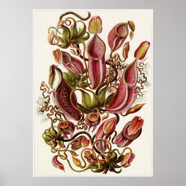 Impresión artística Ernst Haeckel: Nepenthaceae (Frente)