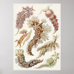 Impresión artística Ernst Haeckel: Nudibranchia
