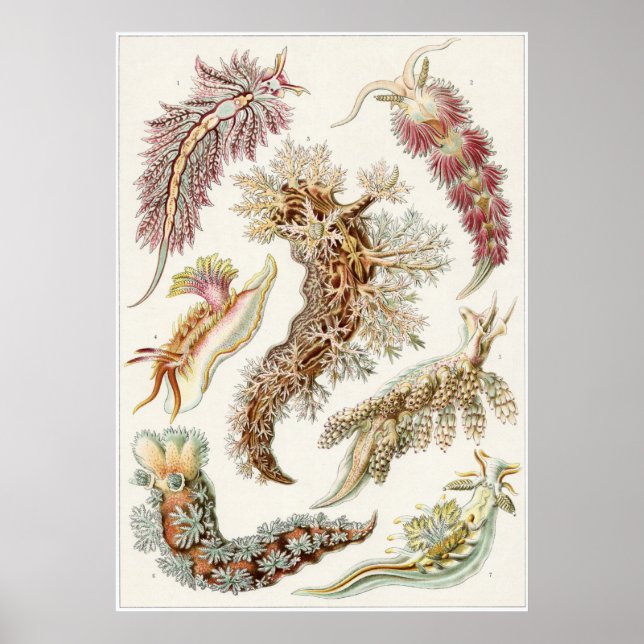 Impresión artística Ernst Haeckel: Nudibranchia (Frente)