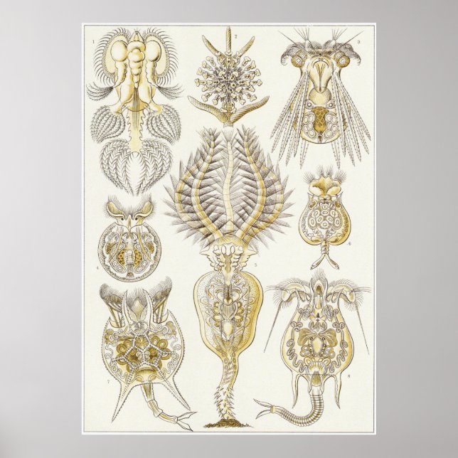 Impresión artística Ernst Haeckel: Rotatoria (Frente)
