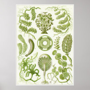 Impresión artística Ernst Haeckel: Siphoneae
