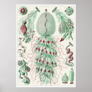 Impresión artística Ernst Haeckel: Siphonophorae