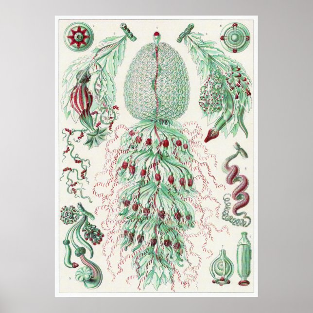 Impresión artística Ernst Haeckel: Siphonophorae (Frente)