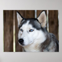 Impresión artística hermosa de Alaska Husky Sled D