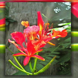 Impresión artística Vallarta Flaming Beauty 1583