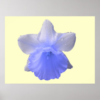 Impresión Azul Daffodil