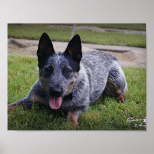 Impresión azul de Heeler