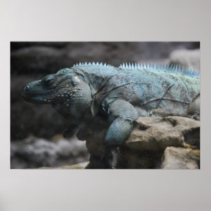 Impresión azul de la iguana