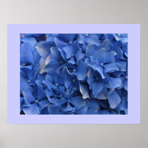 Impresión azul de los Hydrangeas