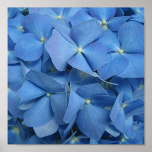 Impresión azul del Hydrangea