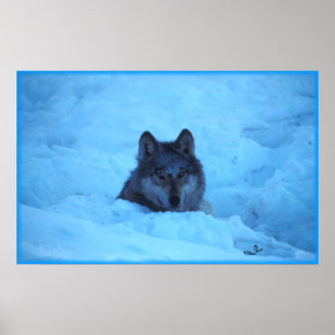 Impresión azul del lobo de madera de la nieve