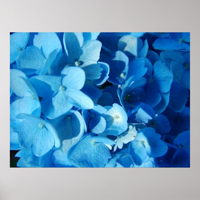 Impresión azul (hidrangea) (Frente)