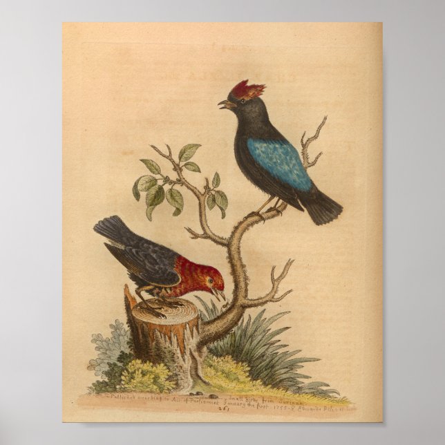 Impresión azul rojo de pájaro vintage (Frente)