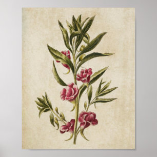 Impresión bélica vintage de balsam