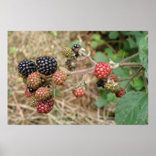 Impresión Blackberry Bonanza