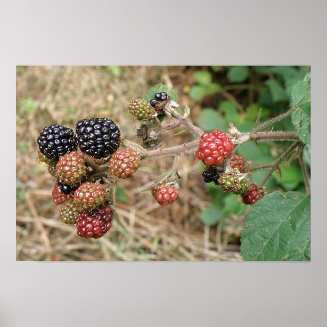 Impresión Blackberry Bonanza (Frente)