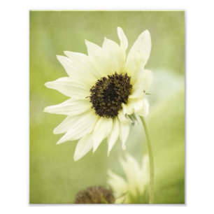 Impresión blanca de la foto del girasol