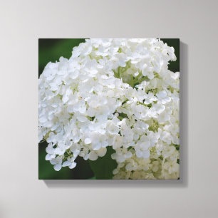 Impresión blanca de la lona del Hydrangea
