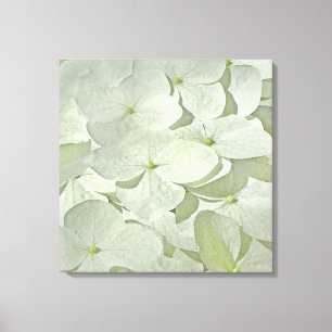 Impresión blanca de la lona del Hydrangea