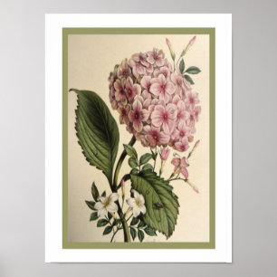 Impresión botánica 12 x 16 del Hydrangea del