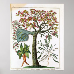 Impresión botánica a partir del siglo XVIII