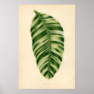 Impresión botánica - Banana (musa vittata)