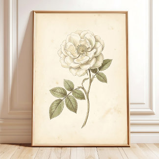 Impresión Botánica Boho Rosa Blanca Vintage
