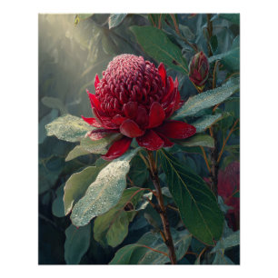 Impresión botánica Crimson Waratah