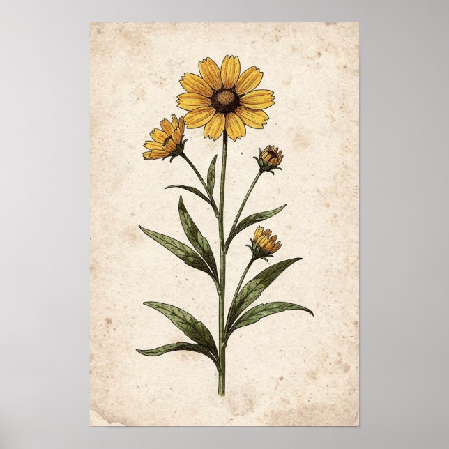 Impresión botánica de Coreopsis (Frente)
