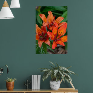 Impresión botánica de Hemerocallis, fotografía can