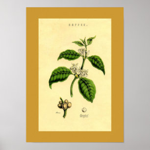 Impresión botánica de la planta de café antiguo