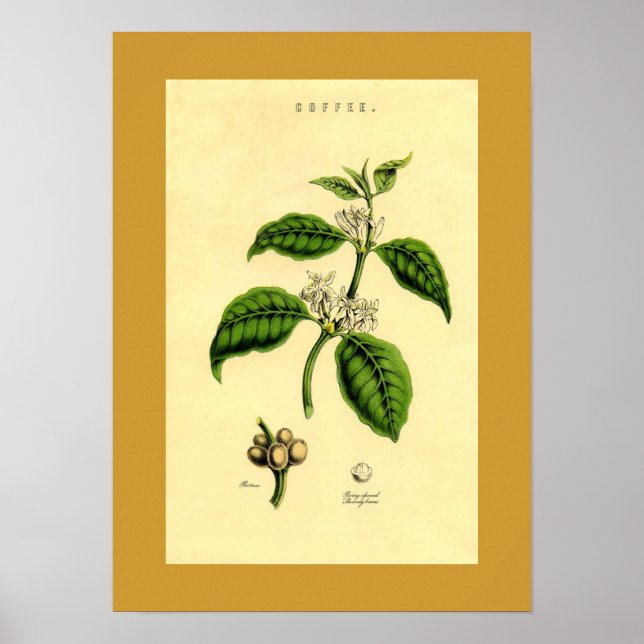 Impresión botánica de la planta de café antiguo (Frente)